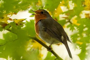 Robin on a branch surrounded by leaves by Gianni Argese