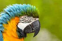 Wildlife - Blauw-gele Ara