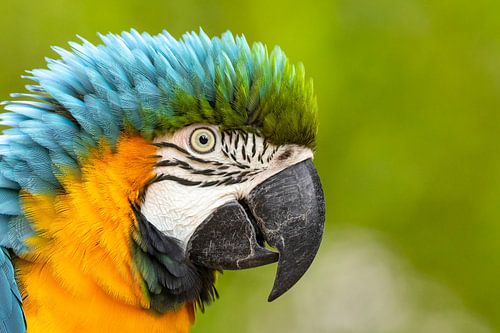 Wildlife - Blauw-gele Ara sur Diana Gobert