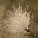 Rural scene: Fluff among the droplets by Marjolijn van den Berg thumbnail