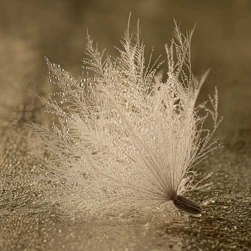 Landelijk tafereel: Pluisje tussen de druppeltjes