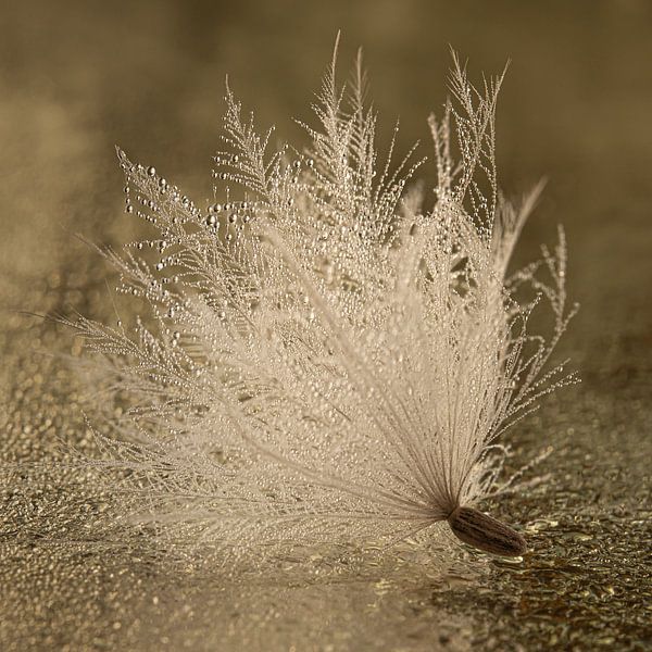 Rural scene: Fluff among the droplets by Marjolijn van den Berg
