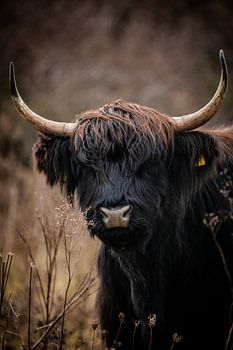 Scottish Highlander