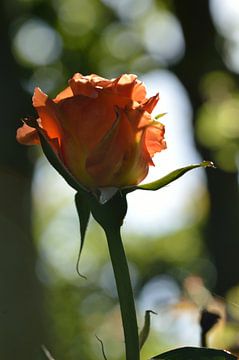 Salmon -colored rose by Jeffry Clemens