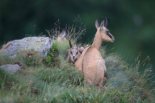 Gemzen (Rupicapra rupicapra) Vogezen, Frankrijk