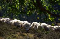 Le troupeau de moutons sur la Posbank. par Jurjen Jan Snikkenburg Aperçu
