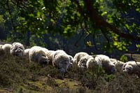 The flock of sheep on the Posbank.