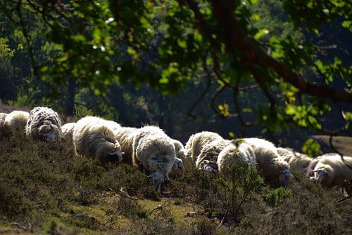 The flock of sheep on the Posbank.