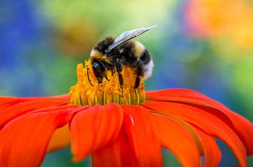 Bumblebee in summer on a flower with colorful background