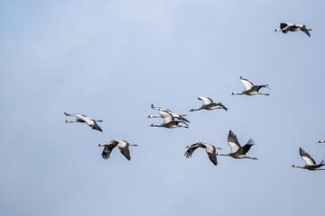 Vlucht kraanvogels van Marcel Jagt