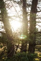 Zonnestralen schijnen door de bomen