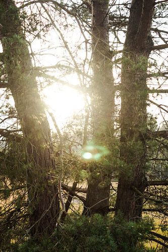 Zonnestralen schijnen door de bomen