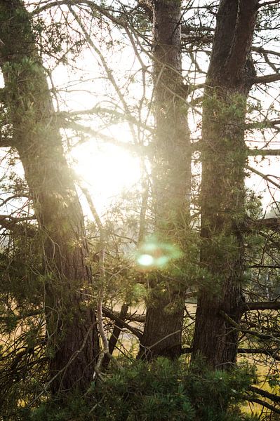 Zonnestralen schijnen door de bomen van Joost Prins Photograhy