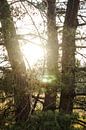 Zonnestralen schijnen door de bomen von Joost Prins Photograhy Miniaturansicht