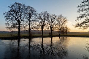 Bäume und ihre Spiegelung im Abendlicht