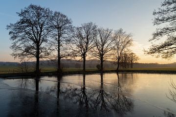 Trees and their reflection in the evening light