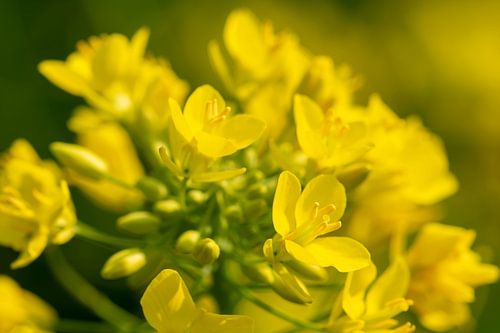 Stimmungsvolle Nahaufnahme eines schönen gelben Rapses.