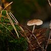 Décoration murale d'un champignon brun sur un morceau de bois sur Kristof Leffelaer