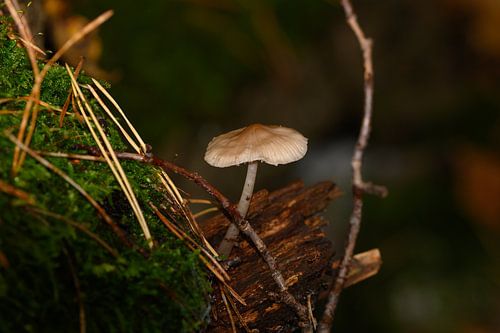 Wanddecoratie van een Bruine Paddenstoel op een stuk hout