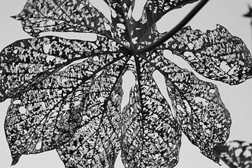 black and white of leaf sur Marieke Funke