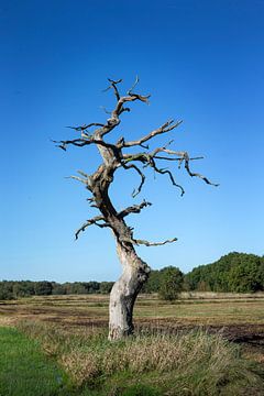 Dode solitaire boomstam in natuurgebied. Blauwe lucht van Albert Brunsting