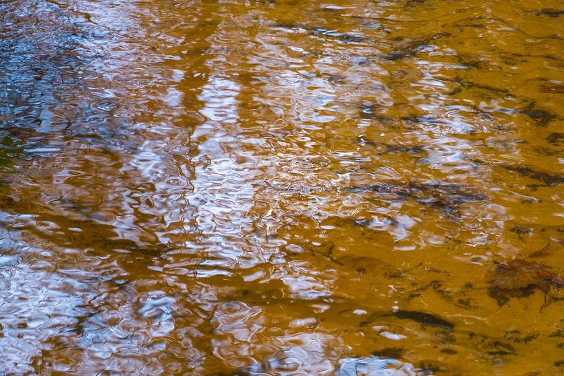 Leaf under water in a stream. by Idema Media