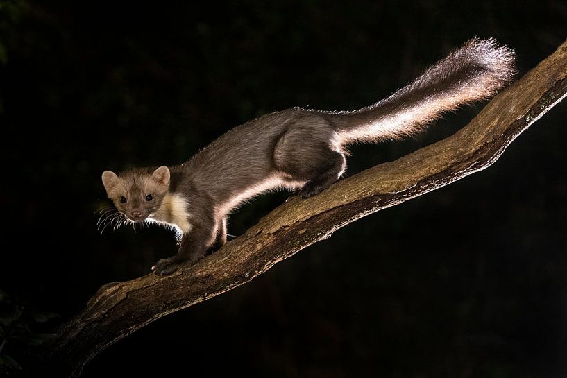 Stone marten in backlight by Arjen Heeres
