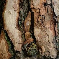 The beauty of the pine tree