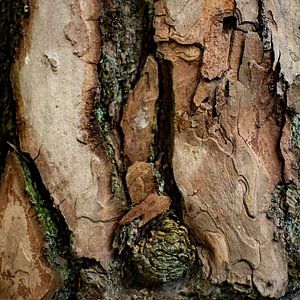 The beauty of the pine tree