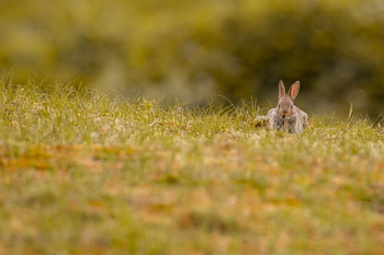 Bunny Hill