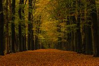 Wald-Allee im Herbst