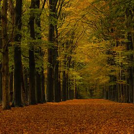 Wald-Allee im Herbst von Lucas Planting