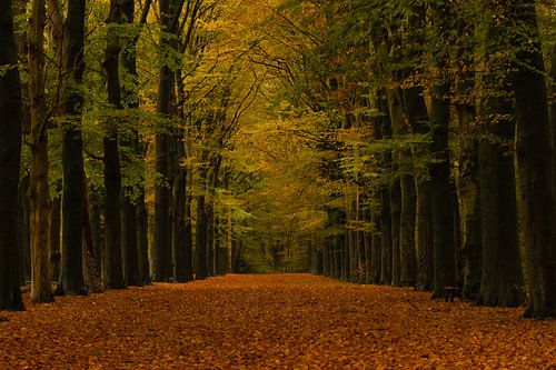 Bos laan in de herfst