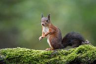 Cute Red Squirrel by Elles Rijsdijk thumbnail