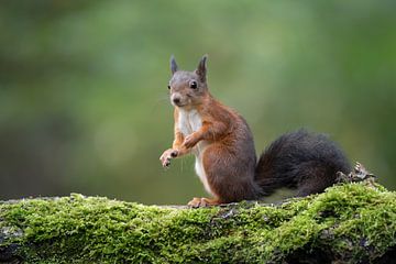 Cute Red Squirrel by Elles Rijsdijk