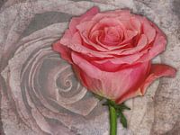 Roos van de voorzijde op marmer