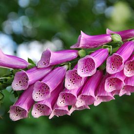 Roze vingerhoedskruid van Astrid Thomassen