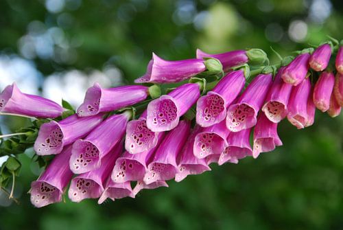 Roze vingerhoedskruid