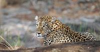 Leopard - Africa wildlife