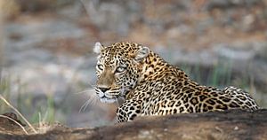 Léopard en position d'attente - Afrika wildlife sur W. Woyke