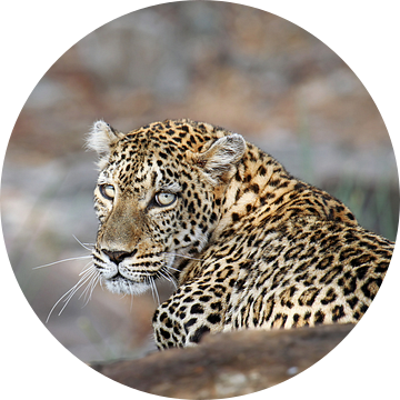 Wachtend luipaard - Wilde dieren in Afrika van W. Woyke