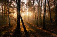 Autumn in the Warandebos, Tilburg by Nynke Altenburg thumbnail
