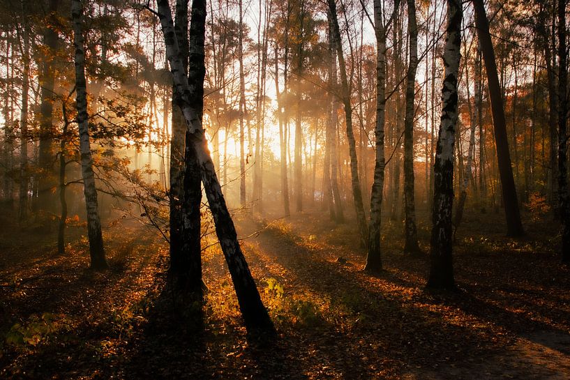 Autumn in the Warandebos, Tilburg by Nynke Altenburg