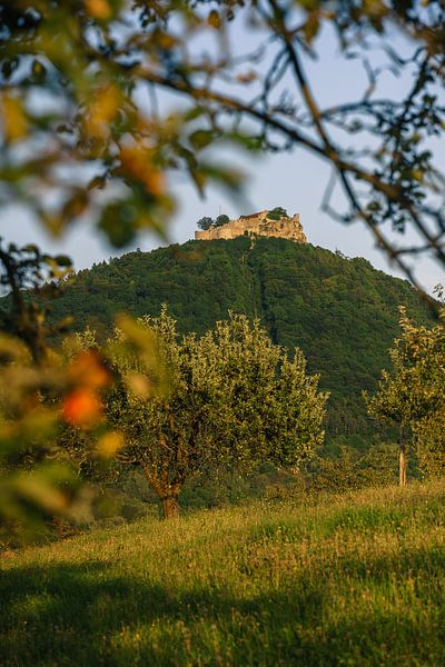 Festungsruine Hohenneuffen auf der schwäbischen Alb mit Streuobstwiese von Daniel Pahmeier