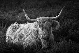 Scottish Highland cattle by Nico  Calandra
