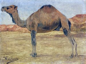 Dromedaris of kameel, WILHELM KUHNERT, Ca. 1885-1890 van Atelier Liesjes