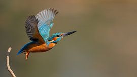 kingfisher in flight by H. Kiewiet
