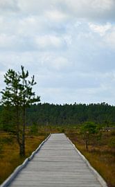 Sentier sur caillebotis à travers un paysage de landes ouvertes sur Maarten van der Weide
