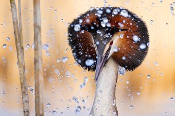 Vogels | Fuut baltsend en water gespetter! 2 van Servan Ott