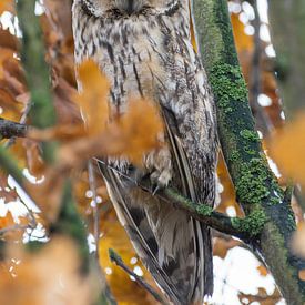 Bonjour, M. Hibou sur Cynthia Derksen